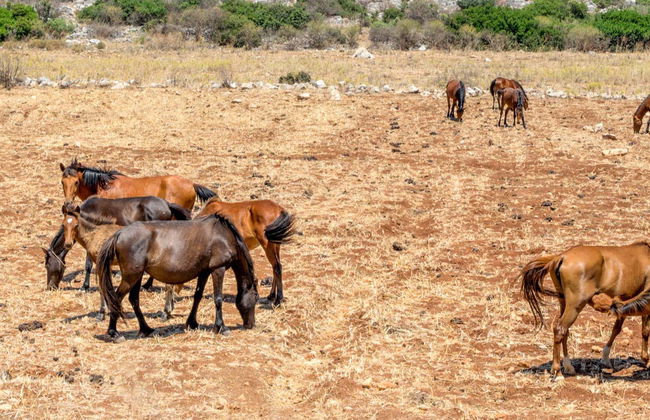 Marmari Horseback Riding - Foto 5
