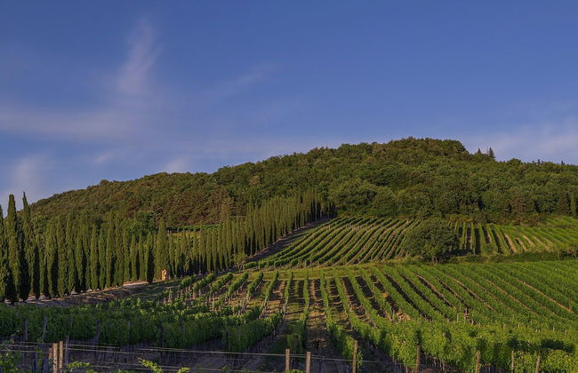 Paradiso Villas - Foto 40