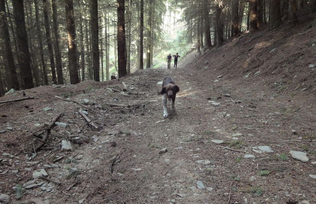 Holiday Home Moselle With Private Sauna - Photo 18