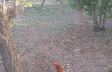 La Casetta Nel Bosco Delle Nereidi - Foto 5