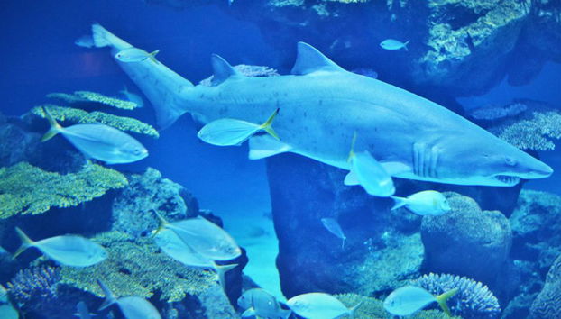 Acuario y Museo Trick Eye - Foto 4