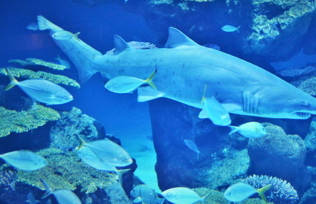 Acuario y Museo Trick Eye - Foto 4