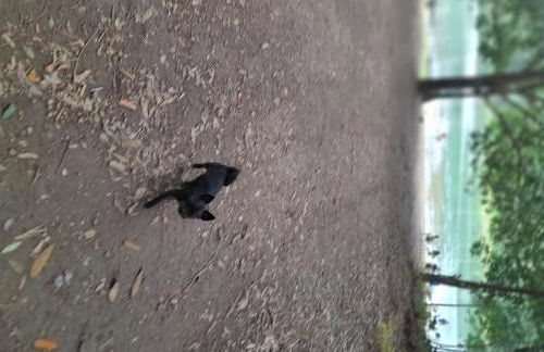 Rancho do Guila Pesca & Diversão Corumbá 3 - Foto 24