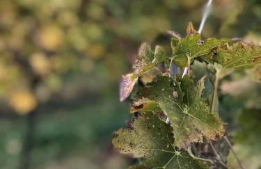 La Grotta - Photo 48