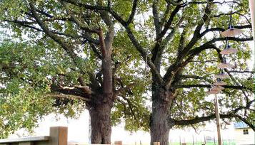 Gites De L'Etang Des Noues - Photo 4