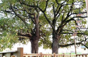 Jolie Tiny House sous les Grands Arbres - Photo 26