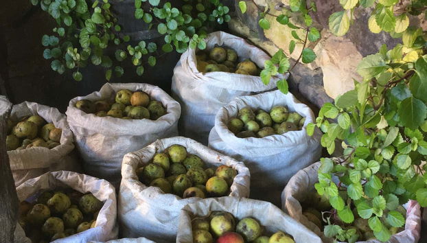 Visita al llagar de sidra del Mirador de Miranda - Foto 5, Llagar Artesano