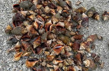 Beautiful Paradise for You - Foto 9