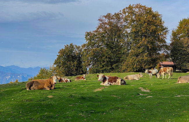 Alexander Place - Foto 52