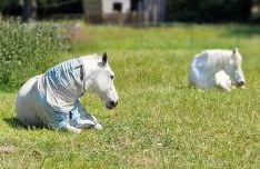 Aspen Leaves: The perfect farm retreat - Foto 29