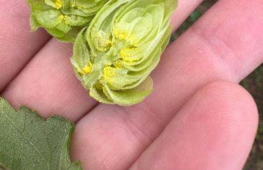 Agriturismo Crak Tenuta Bembo - Foto 20