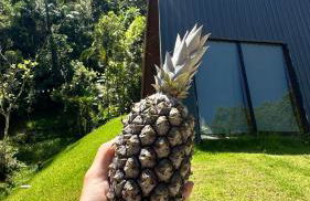 Cabana de Vidro - Canelinha - Photo 9