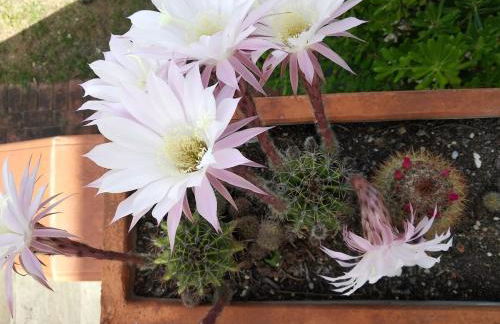 Alimede al Circeo - Foto 47