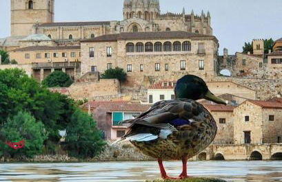 A los Ojos del Río Duero - Foto 63