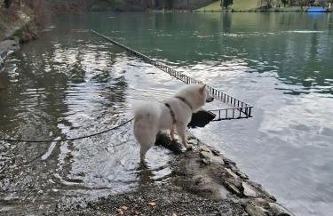 Pure Vista Hank Schwarzwaldblick - Photo 35