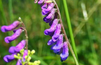 Urlaub mit Kindern nahe Natur, Erlebnissen und familienfreundlichen Aktivitäten Natur Ferienpark 5 - Photo 21