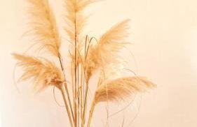 Villa Aleksandar Porec - Photo 33