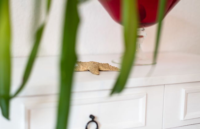 1 bedroom Apartment in Bad Neuenahr-Ahrweiler with garden - Photo 12