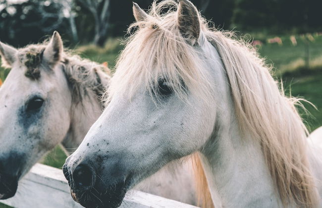 Island Life Cottage - Foto 35