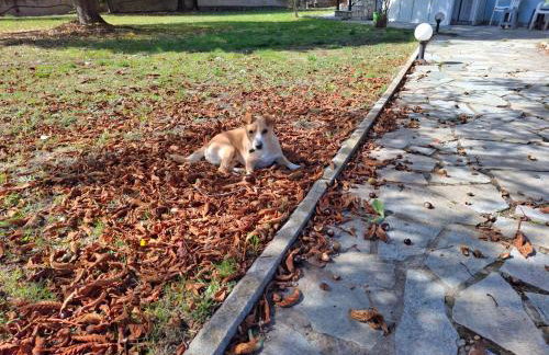 Dinaki apartment - Photo 15