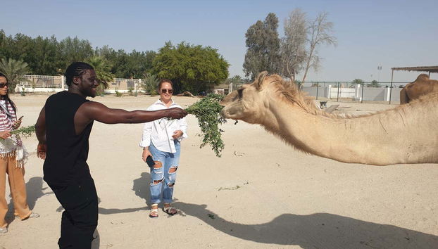 Nourrissez les chameaux !