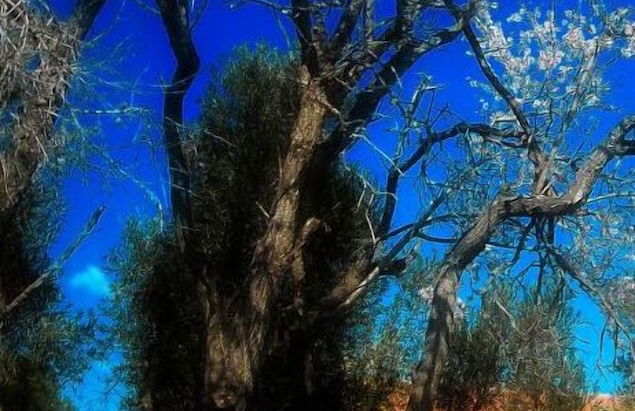 Agriturismo San Matteo - Foto 34