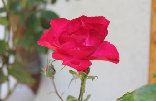 Holiday Home Bungalow Waldidyll by Interhome - Foto 56