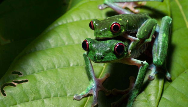 Rã-de-olhos-vermelhos