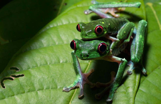 Trekking serale con avvistamento di rane - Foto 2