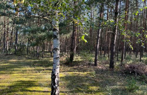 Haus Waldidyll am Briesensee - Foto 12