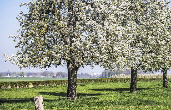 Bungalowpark Landsrade - Foto 10