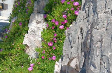 Drazena Buntin Apartments - Photo 54