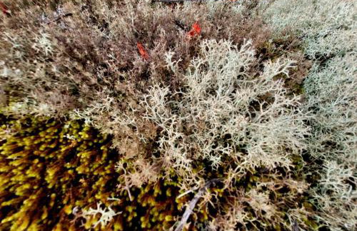 Chalé do Lopo - Photo 73