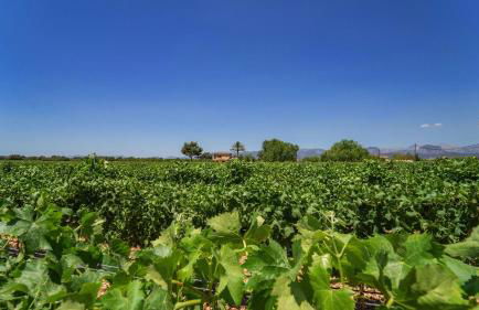 Vinyes Can Grau - Foto 15