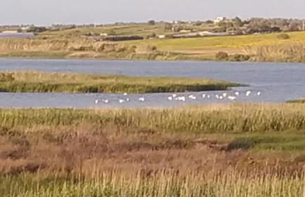 Oasi tropicale - Foto 18