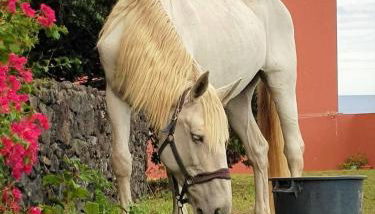 Quinta da Falesia - Casa Branca - Photo 3