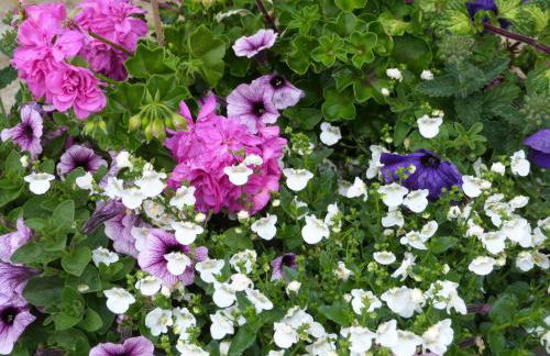 Gîte et Relais Equestre de Marie - Foto 33