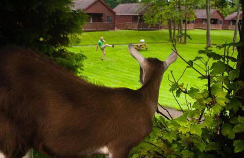 River Edge Lodges - Foto 43