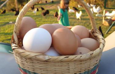 Agriturismo Fattoria Di Maiano - Foto 22