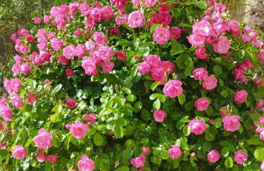 Apartment Zorka - Foto 8