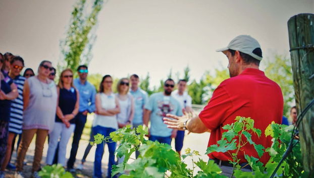 Visitez les vignobles