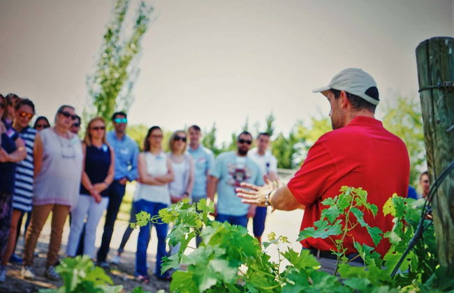 Visite des caves et vignobles de la Casa del Valle - Photo 2