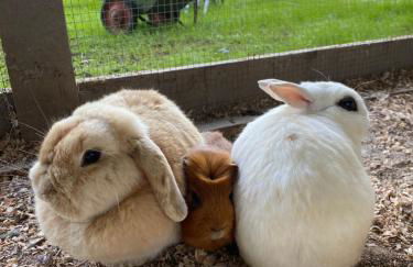 Agroturismo Anziola - Foto 37