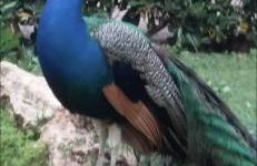 Beau et paisible T4 torrevieja - Foto 40