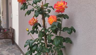 Bilocale moderno Sabbia e Cielo - 5min dal mare - Foto 2, Garden