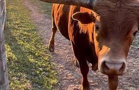 Modern Farmstay Cabin with Friendly Animals, Pond Views & Nature Trails Near Cedar Creek, Texas - Photo 61