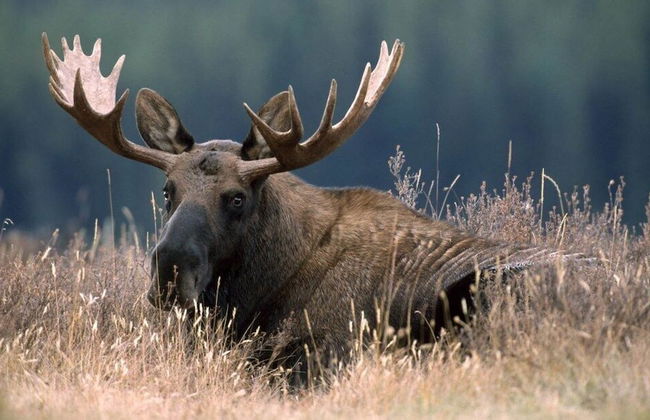 Koivumäki - Photo 10