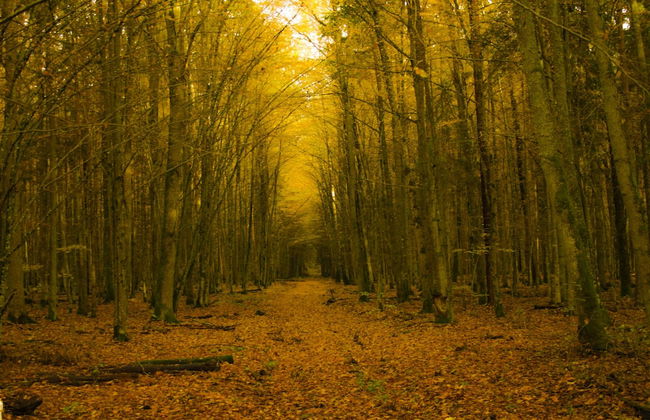 Agrousadba Pushchanskiy Ugolok - Foto 11