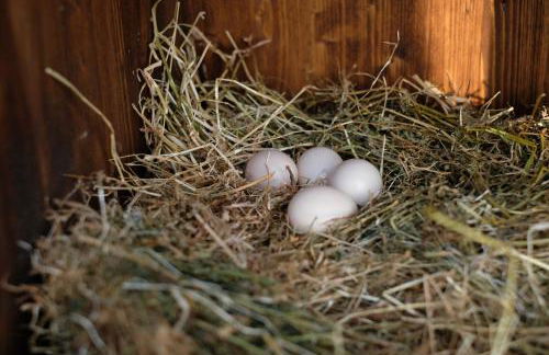 Agriturismo Bisenzio - Foto 15