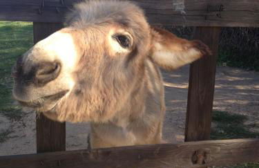 Agriturismo La Casa delle Fate - Photo 53